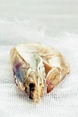 A raw king prawn on a piece of white fabric