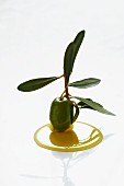 A green olive with a sprig in olive oil