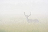 A fallow deer in a field in the morning mist