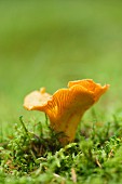 A chanterelle mushroom growing on a mossy forest floor