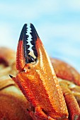 A crab claw (close-up)