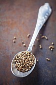 Coriander seeds on a silver spoon on a metal surface