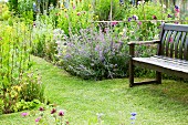 Blumengarten mit Katzenminze und Flockenblumen; auf dem gepflegten Rasen eine Gartenbank aus Holz