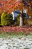 Autumn garden