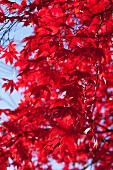 Baum mit rot verfärbten Herbstblättern (Close Up)