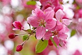 Rosafarbene Blüten des Zierapfels (Nahaufnahme)