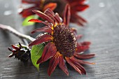 Red sunflower blooms