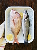 A red snapper and a sea bass on ice cubes with lemon slices in an enamel pan