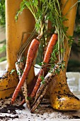 Yellow wellie boots, fresh carrots and parsley root covered in soil in a garden