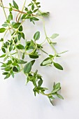 Fresh lemon thyme on a white surface