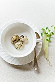 Quail eggs in a cup of water