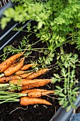 Fresh carrots in a vegetable patch