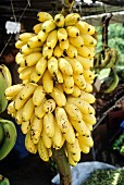 Bunches of bananas on a market stand