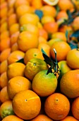 Viele Orangen auf dem Markt