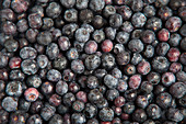 Frische Blaubeeren (bildfüllend)