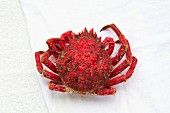 A spider crab from Galicia (seen from above)
