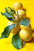 Mehrere Zitronen mit Stiel und Blättern