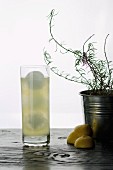 A lemon cocktail with rosemary