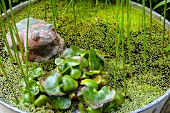 Vintage Froschfigur zwischen Wasserpflanzen in Zinkwanne