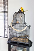 Vintage Vogelkäfig aus schwarzem Metallgitter mit Papagei, auf Beistelltisch