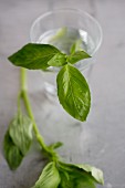 Fresh basil in a glass of water