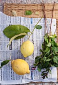Lemons and fresh mint on a piece of newspaper (seen from above)