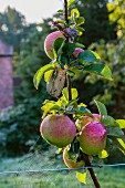 Bramley Äpfel am Baum im Frühherbst mit Spinnweben (England)