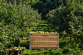 Freshly-picked Bramley apples in crates in an orchard (England)