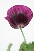 Violette Mohnblüte
