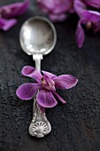 Silberlöffel mit violetter Orchideenblüte