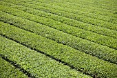 A tea plantation, Japan