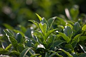 A field of green tea, Japan