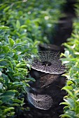Spinnennetz zwischen Teepflanzen, Japan