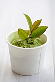 Green tea ice cream with leaves