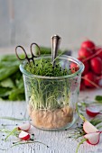 Cress and radishes