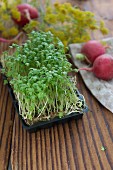 A tray of cress with radishes