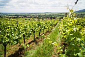 Vineyard Rietsch, Alsace