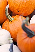 Orange and white pumpkins (close-up)