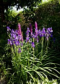 Flowering iris and lupins in summer garden