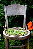 Sempervivums planted in old wooden chair