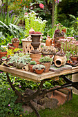 Alpines in terracotta pots on garden table with old folding frame