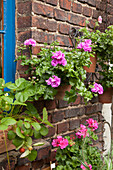 Purple geraniums in terracotta pots hung on old brick wall and strawberries on windowsill