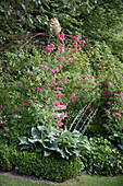 Large-leafed hostas and flowering rose climbing on metal trellis arbour over bench