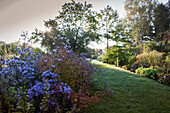 Purple asters in front of clearing with low sun slanting from behind trees and shrubs