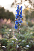 Einzelner, blauer Rittersporn