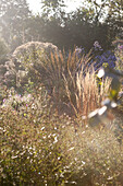 Autumn impressions of grasses and asters in rustic plant nursery