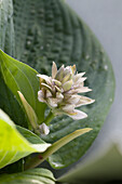 Hosta flower