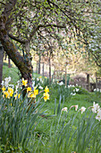 weiße und gelbe Narzissen um knorrigem Baum im frühlingshaften Garten