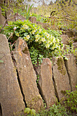 Hellebores growing on top of retaining wall made from upright stones in garden
