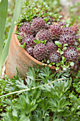 Succulents in terracotta plant pot in flowerbed